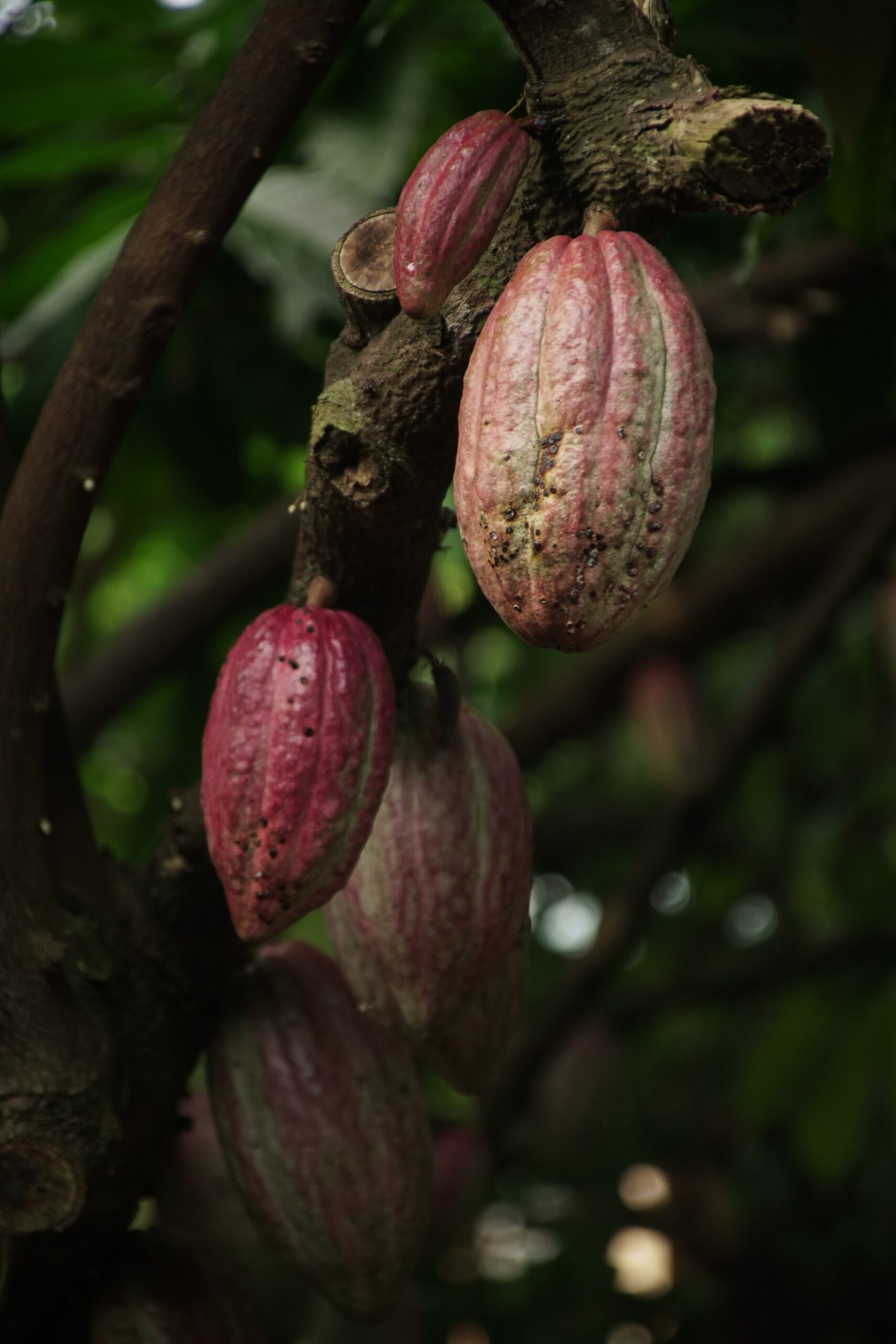 planta cacao