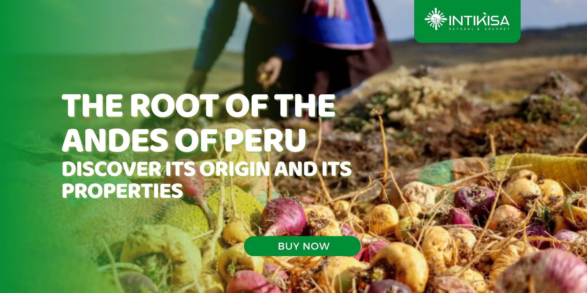 US - LTHE ROOT OF THE ANDES of Peru Discover its origin and its properties